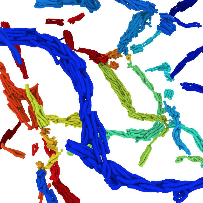 collagen fibril identification